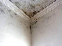 Why You Should Choose Our Mold Remediation Services in Juno Beach, FL